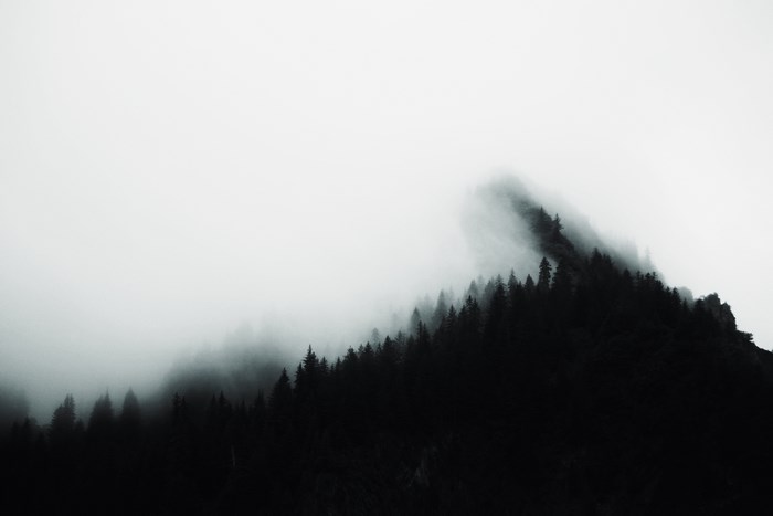 Silhouette of pine trees in mist