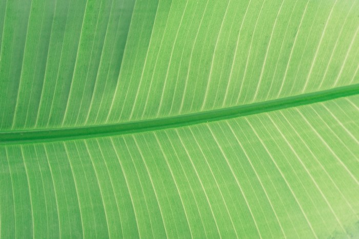 Close up of a green leaf with prominent veins