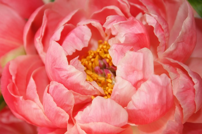 Close-up of Blooming Pink Peony with Yellow Center