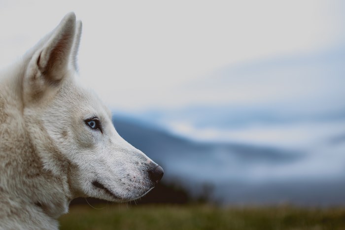 White husky with blue eyes in front of mountains