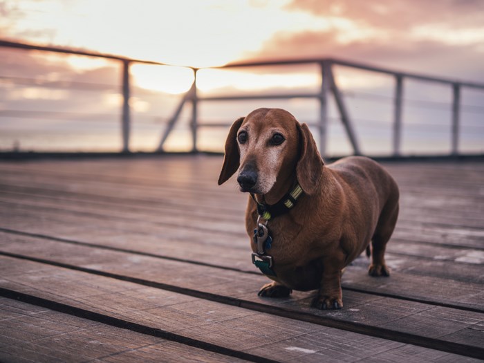 Brown Dachshund on Wooden Deck at Sunset