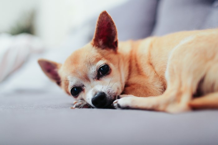 Chihuahua dog resting on a couch