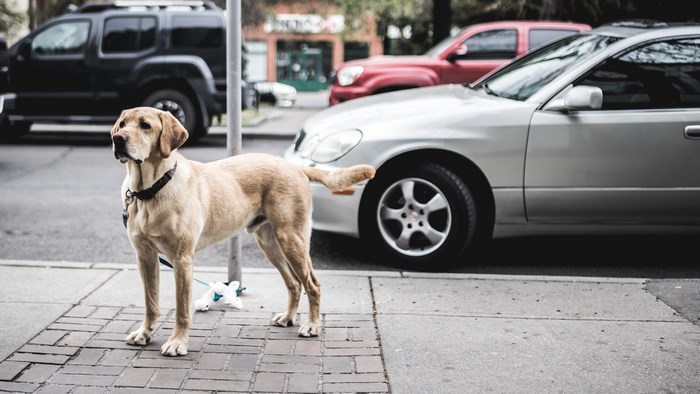 Labrador dog on a sidewalk with cars