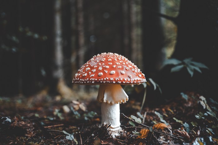 Amanita muscaria mushroom on a forest floor