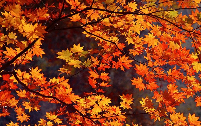 Autumn leaves on branches