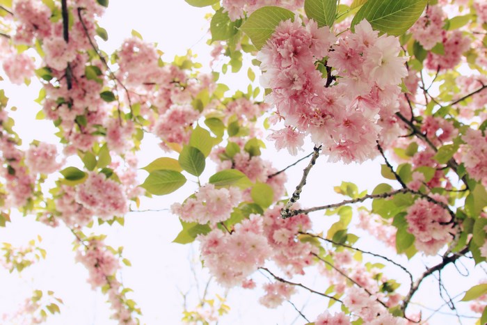 Pink cherry blossoms blooming on branches