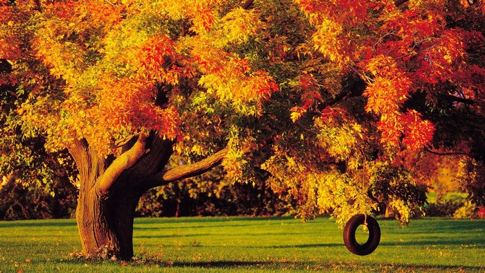 Autumn tree with tire swing on lawn