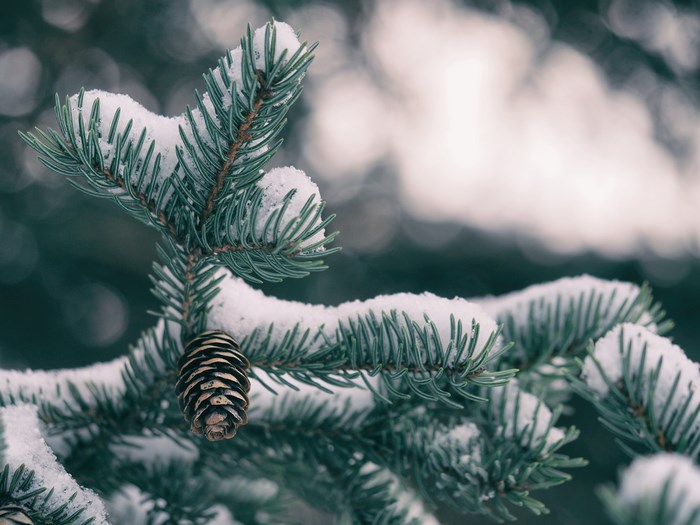 Pine cone on a snow-covered evergreen branch
