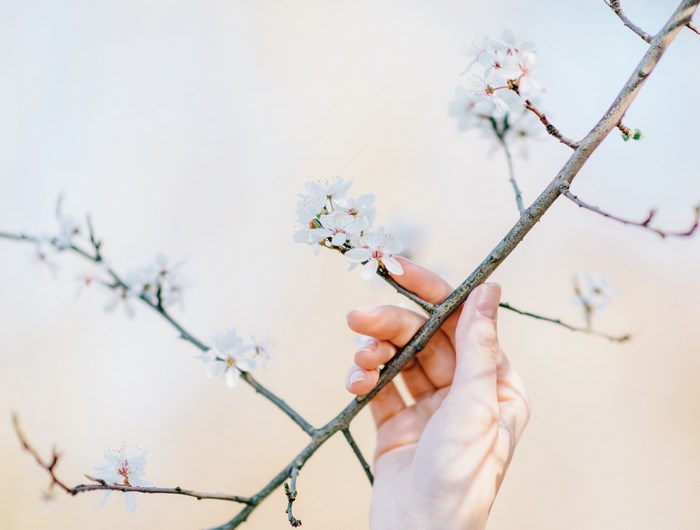 Hand touching a blooming cherry blossom branch