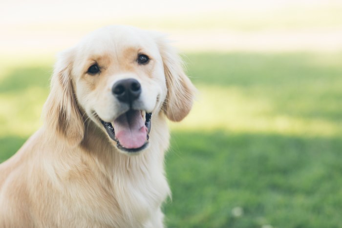 Golden Retriever Dog with Tongue Out in Grass
