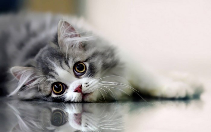 Fluffy Persian Cat Lying Down