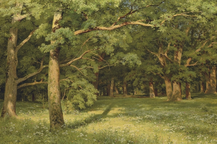 Sunlit forest clearing with wildflowers and oak trees