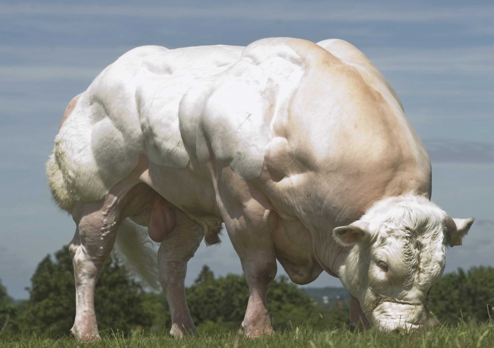 Muscular white bull grazing in a field