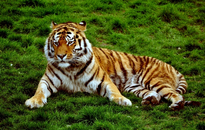 Tiger lying on green grass