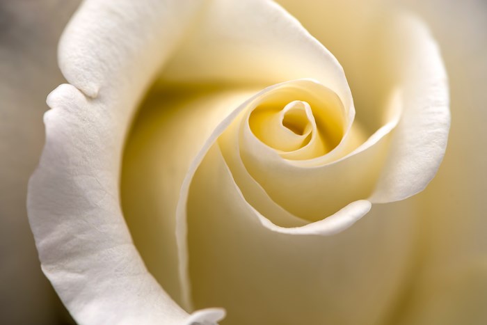 Close-up of a white rose with yellow center