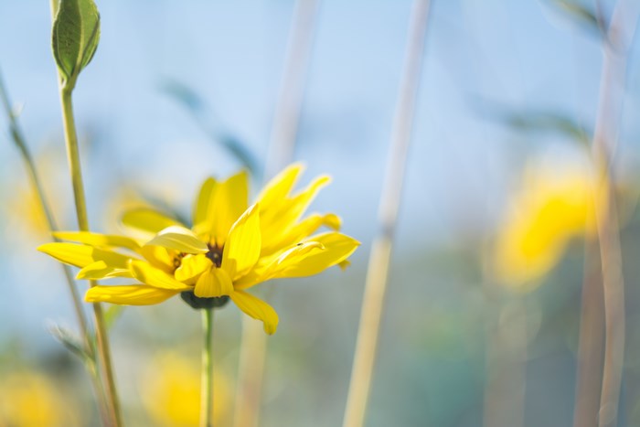 Yellow flower with blue sky and bokeh