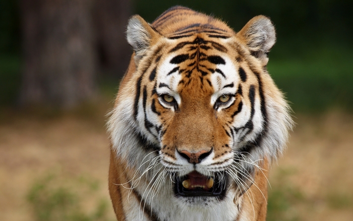 Close-up of a tiger's face