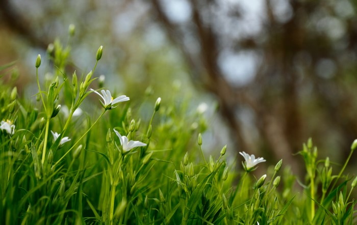 White Flowers Blooming in a Green Field
