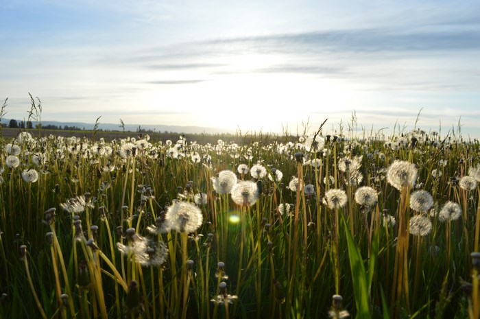 Field of dandelions against the bright morning sky