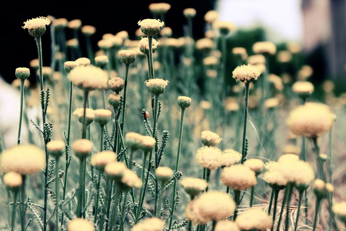 A ladybug on a yellow flower in a field