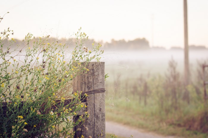 Wooden post with wildflowers in morning fog