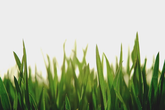 Green grass blades against a bright white background