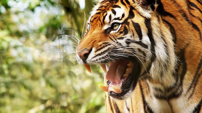 Close-up of a tiger roaring