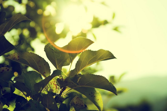 Sunlight filtering through green leaves of an apple tree