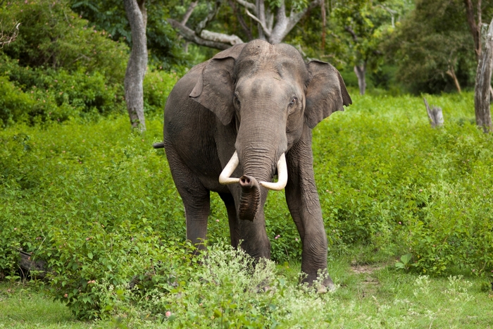 An elephant with large tusks stands in a green forest.