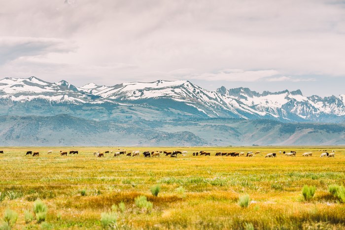 Herd of cows grazing in a field with snow-capped mountains