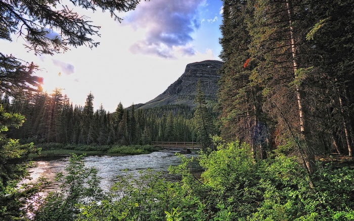 River flowing through a forest with a mountain in the background