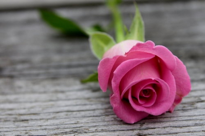 Pink rose on a wooden surface