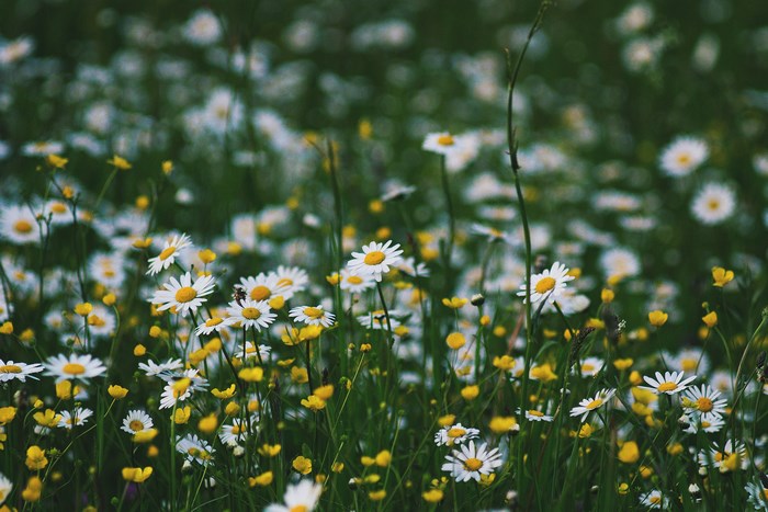 Field of daisies and yellow flowers with bokeh