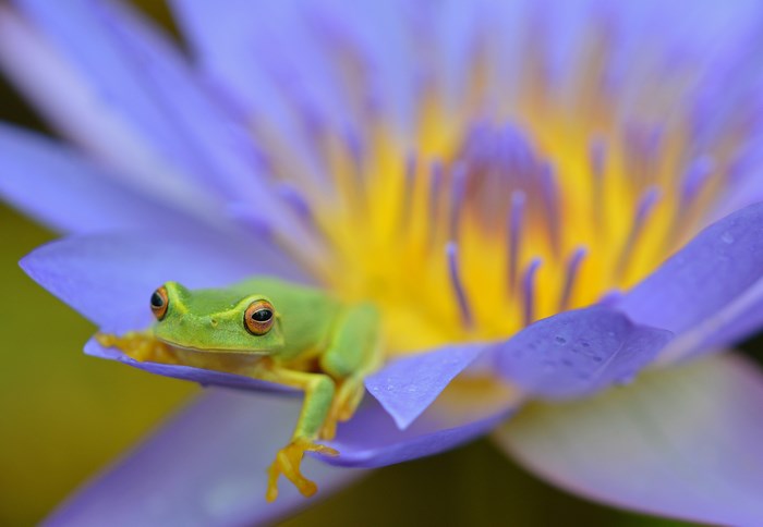 Green tree frog on a purple and yellow water lily