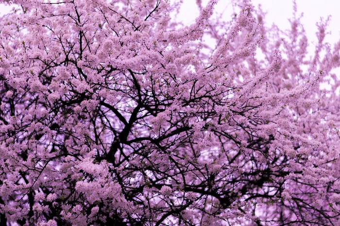 Pink cherry blossoms on branches in Bucharest, Romania