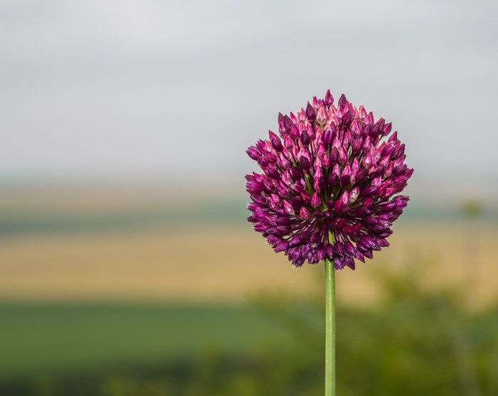 Purple Allium flower in bloom with a scenic landscape background