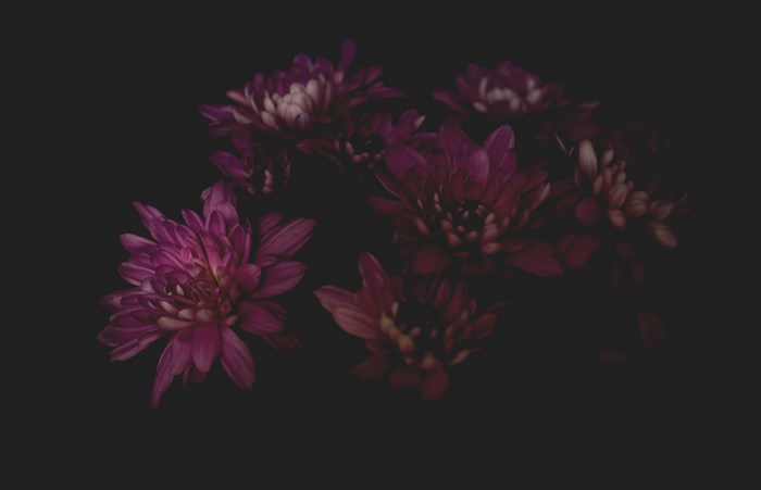 Bunch of pink chrysanthemums on a dark background