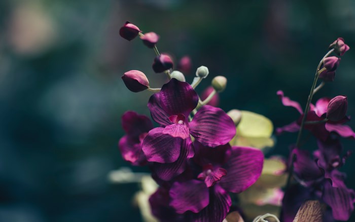 Close-up of purple orchid flowers and buds
