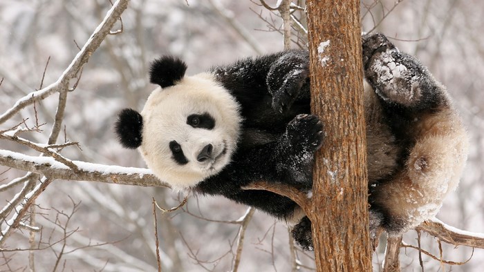 Panda climbing a tree in the snow