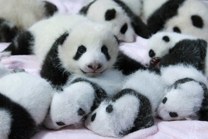 Group of baby pandas resting together