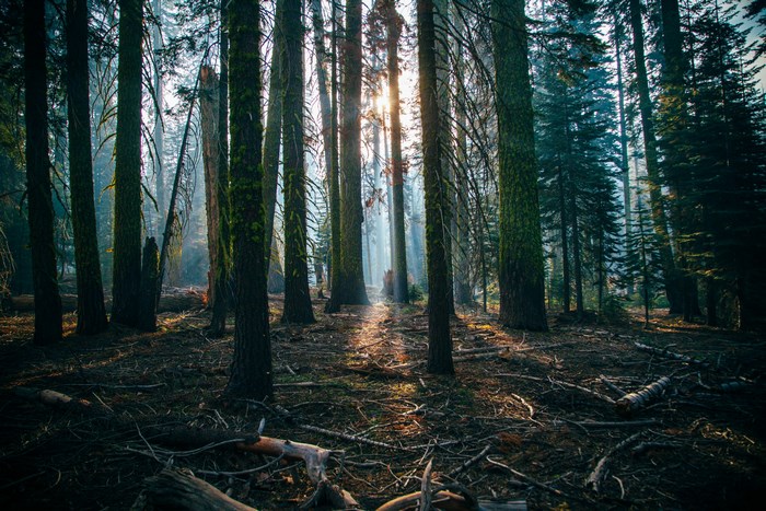 Sunlight filtering through trees in Yosemite National Park