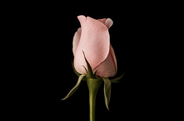 Pink rose bud against a black background