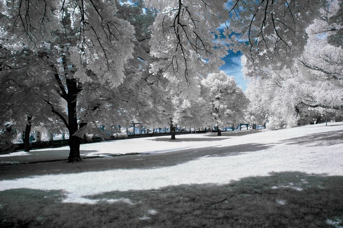 Frosted Trees in Wintry Kassel Park Landscape