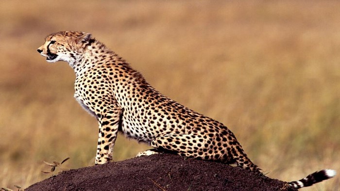 Cheetah sitting on a mound in a savanna