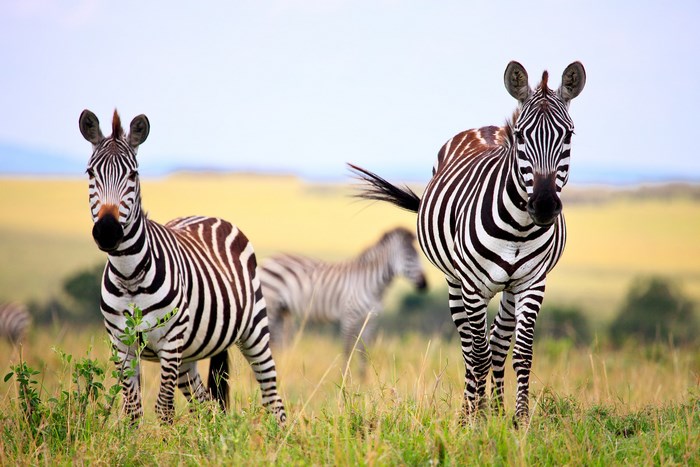 Zebras in a grassy field