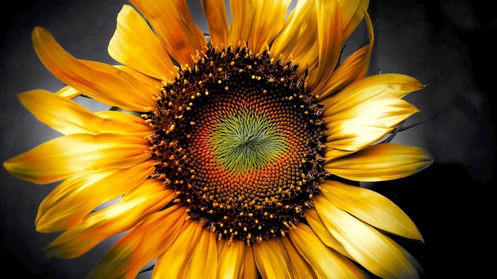 Close-up of a sunflower with yellow petals