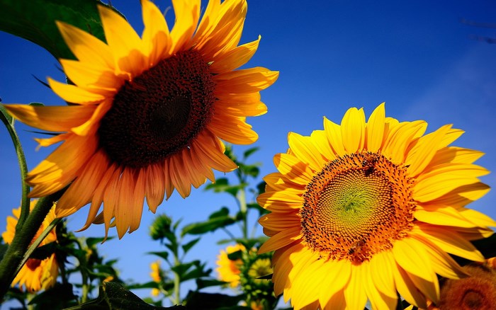 Two sunflowers against a blue sky
