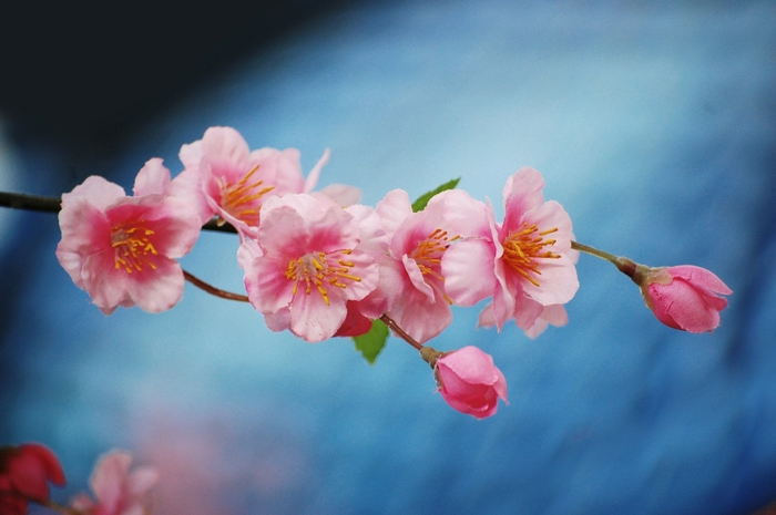 Pink cherry blossoms on a branch