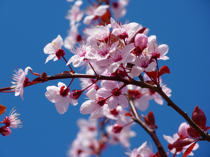 Pink cherry blossoms on a branch against a blue sky