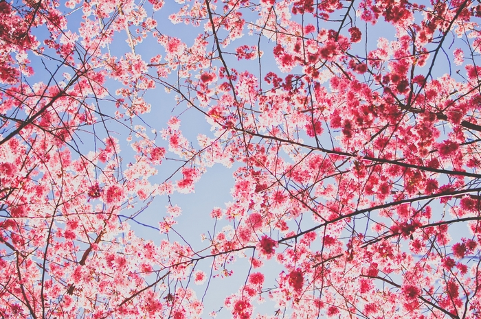 Cherry blossom branches against a blue sky